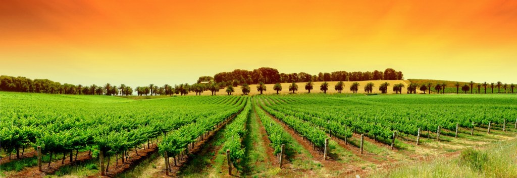 vineyards